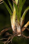 European woodland sedge